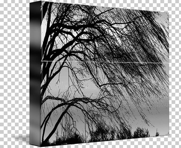 Tree Weeping Willow Woody Plant Trunk PNG, Clipart, Art, Black, Black And White, Branch, Monochrome Free PNG Download