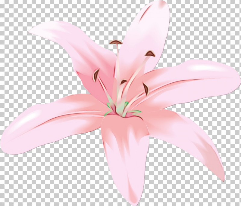 Pink Petal Lily Flower Plant PNG, Clipart, Crinum, Cut Flowers, Flower, Herbaceous Plant, Lily Free PNG Download