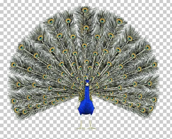 Bird Asiatic Peafowl Pavo Feather Green Peafowl PNG, Clipart, Animals, Asiatic Peafowl, Beak, Bird, Decorative Fan Free PNG Download