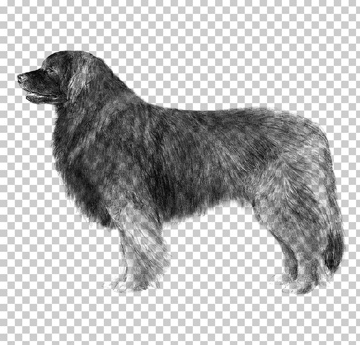 Dog Breed Leonberger Sarplaninac Newfoundland Dog Estrela Mountain Dog PNG, Clipart, American Kennel Club, Breed, Breed Standard, Carnivoran, Dog Free PNG Download