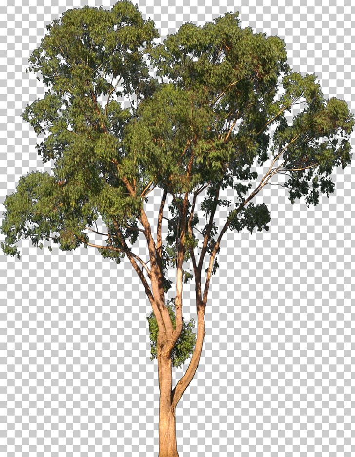 Eucalyptus Camaldulensis Tree Shrub PNG, Clipart, Branch, Clip Art, Digital Image, Erythrina Caffra, Eucalyptus Free PNG Download
