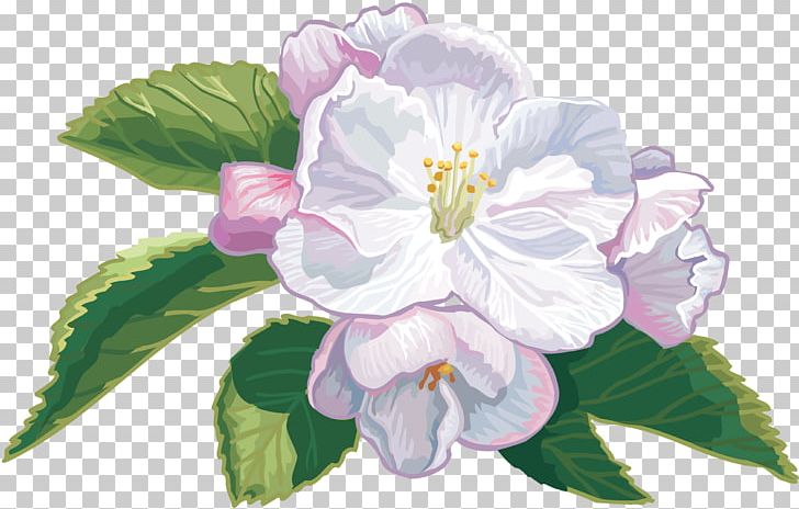 Flower Apples Color PNG, Clipart, Apples, Blossom, Color, Flower, Flowering Plant Free PNG Download