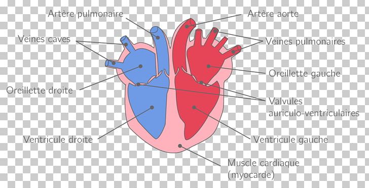Heart Jaw PNG, Clipart, Angle, Area, Diagram, Digestif, Hand Free PNG Download