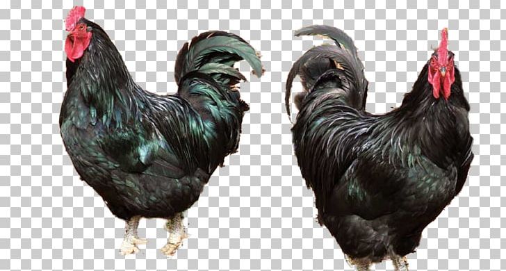 Rooster Ayam Cemani Silkie Java Chicken Broiler PNG, Clipart, Ayam Cemani, Bantam, Beak, Bird, Breed Free PNG Download
