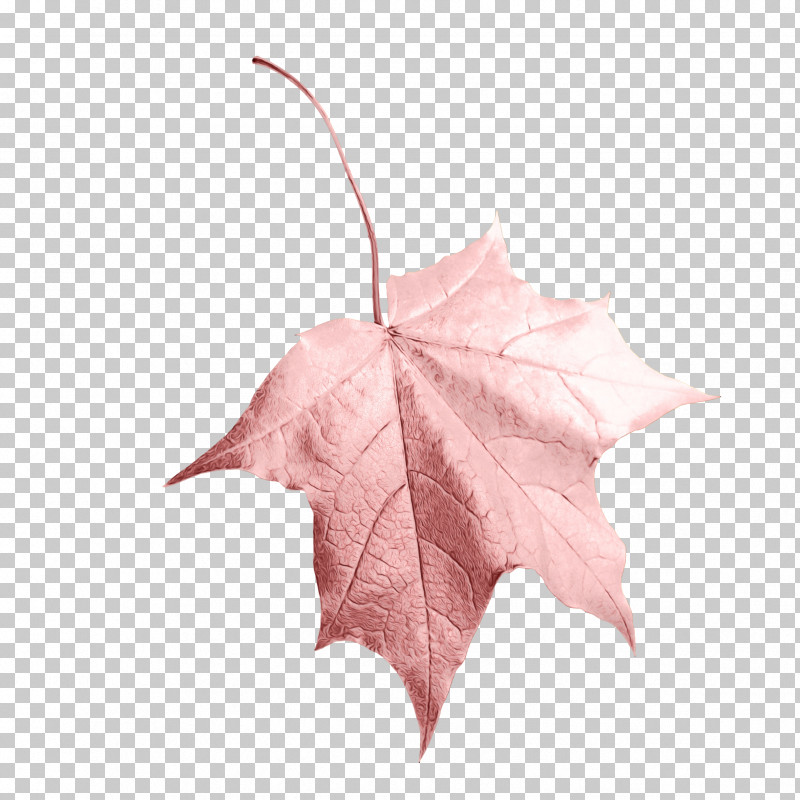 Maple Leaf PNG, Clipart, Black Maple, Deciduous, Flower, Ivy, Leaf Free PNG Download