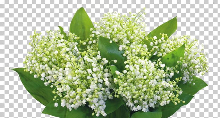 Lily Of The Valley Flower Desktop Poland .la PNG, Clipart, Berry, Computer, Convallaria, Cut Flowers, Desktop Wallpaper Free PNG Download