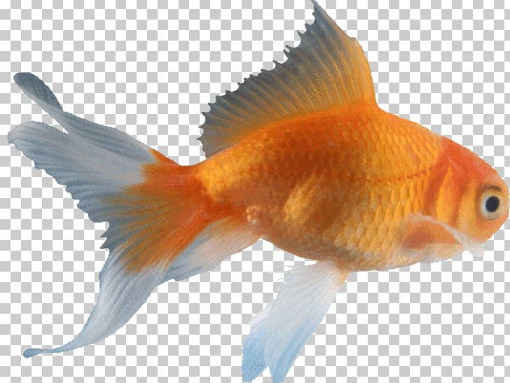 Veiltail Oranda Fantail Comet Koi Png Clipart Animals Aquarium