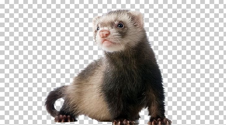 Weasels Ferret Dog Guinea Pig Hamster PNG, Clipart, Animal, Animals, Cage, Carnivoran, Chinchilla Free PNG Download