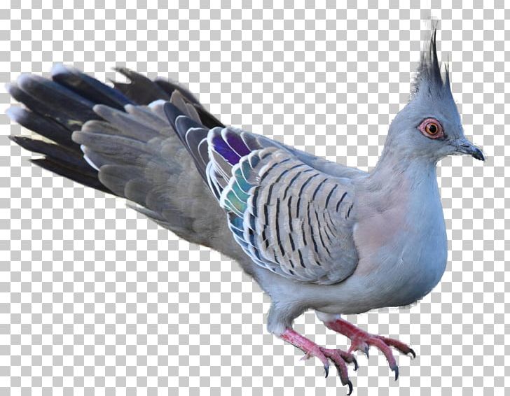 Bird Mainland Australia Crested Pigeon Rock Dove PNG, Clipart, Animals, Australia, Australian Pelican, Beak, Bird Free PNG Download