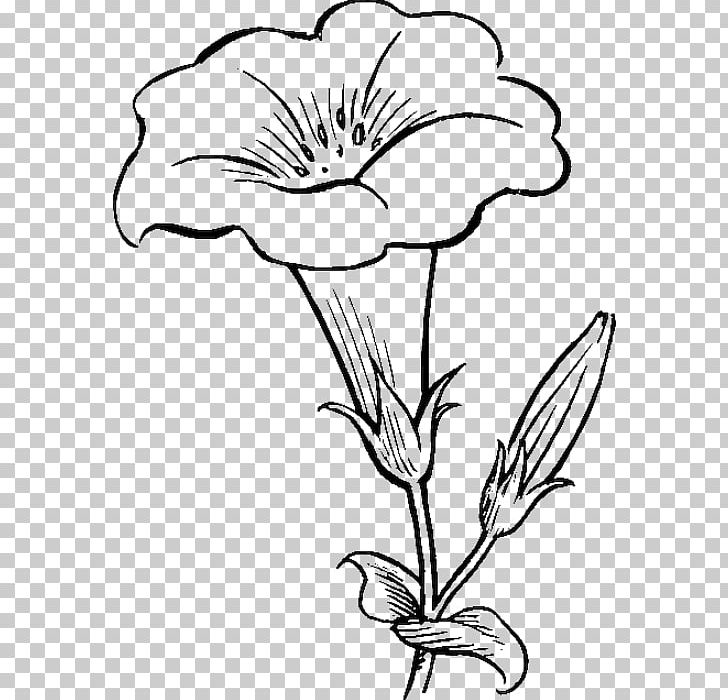 Flower Drawing Coloring Book Tulip PNG, Clipart, Black And White, Color, Coloring Book, Cut Flowers, Drawing Free PNG Download