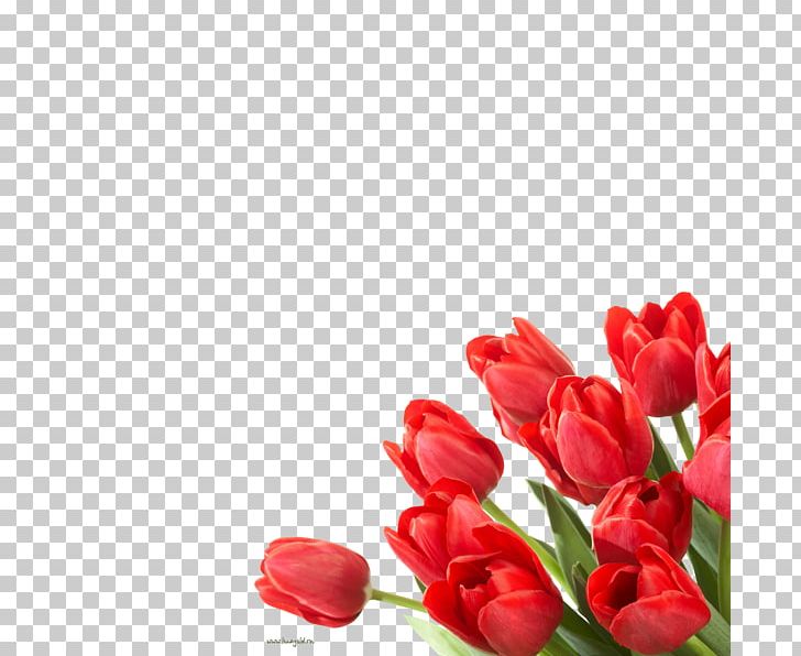 Flower Tulip Desktop Floristry PNG, Clipart, Bud, Cut Flowers, Desktop Wallpaper, Floristry, Flower Free PNG Download