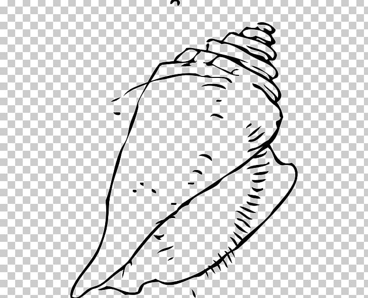 Seashell Drawing PNG, Clipart, Angle, Area, Art, Black, Black And White Free PNG Download
