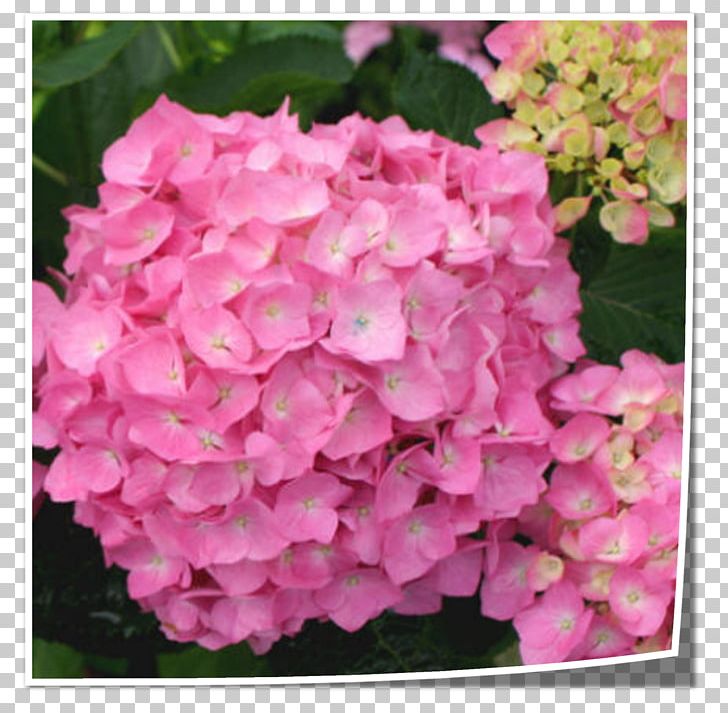 Tea Of Heaven French Hydrangea Flower Shrub Pink PNG, Clipart, Annual Plant, Blue, Color, Cornales, Flower Free PNG Download