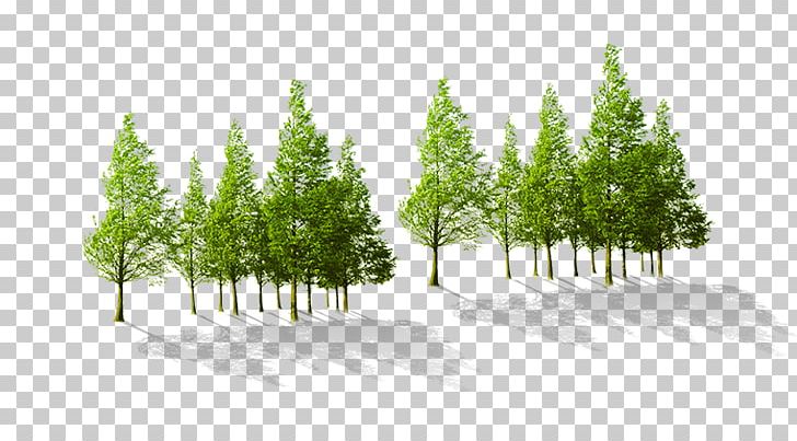 Tree PNG, Clipart, Biome, Conifers, Elevation, Encapsulated Postscript, Environmental Free PNG Download