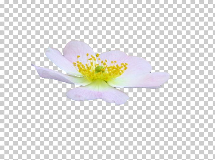 Flower Petal PNG, Clipart, Blossom, Computer Wallpaper, Deviantart, Floristry, Flower Free PNG Download