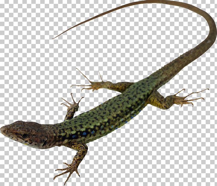 Lizard Chameleons Reptile 1000 Animals PNG, Clipart, 1000 Animals, Agama, Agamidae, Alligator Lizard, Animal Free PNG Download