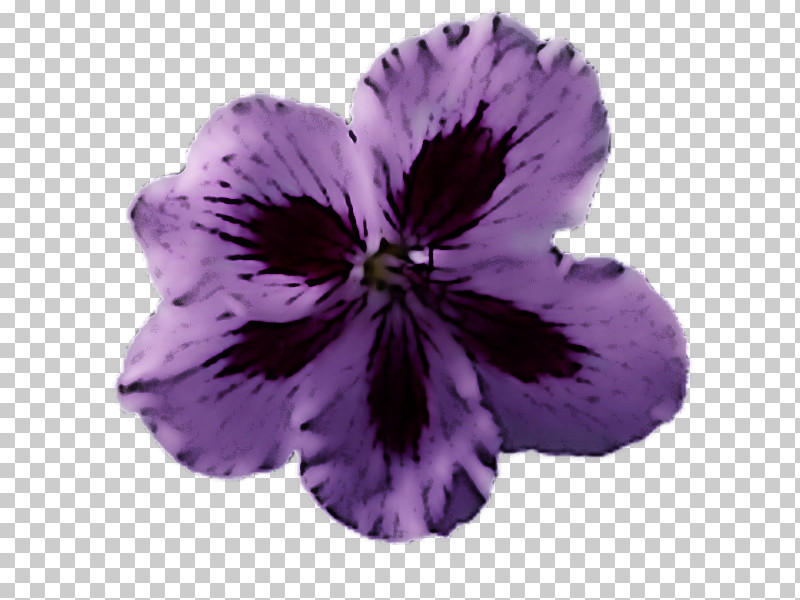 Violet Petal Flower Purple Plant PNG, Clipart, Flower, Geranium, Petal, Petunia, Plant Free PNG Download