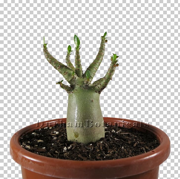 Adenium Arabicum Adenium Obesum Cactaceae Plant Bonsai PNG, Clipart, Acanthocereus, Acanthocereus Tetragonus, Adenium, Adenium Arabicum, Adenium Obesum Free PNG Download