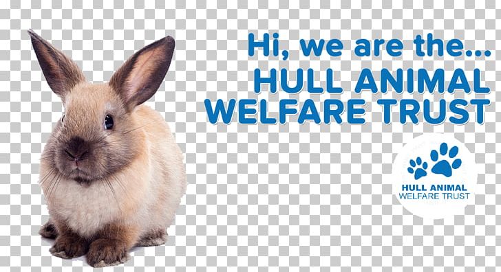 Domestic Rabbit Saluki Flemish Giant Rabbit Animal Welfare Pet PNG, Clipart, Animal, Animal Control And Welfare Service, Animal Shelter, Animal Welfare, Dog Free PNG Download