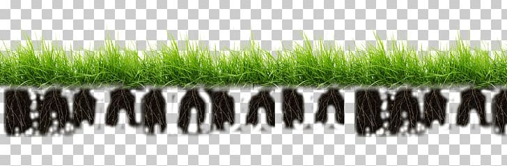 Pasture Grasses Flower Raceme PNG, Clipart, Artificial Grass, Brand, Consumption, Flax, Flower Free PNG Download