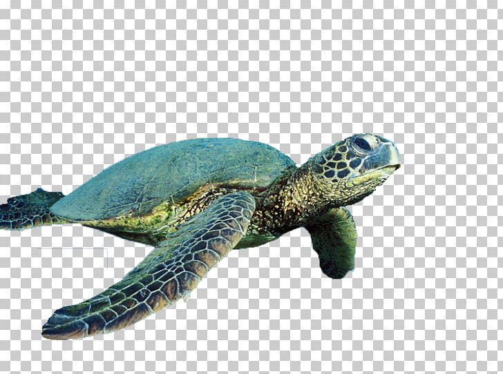 Sea Turtle Reptile Cropping PNG, Clipart, Animals, Cropping, Document, Download, Fauna Free PNG Download