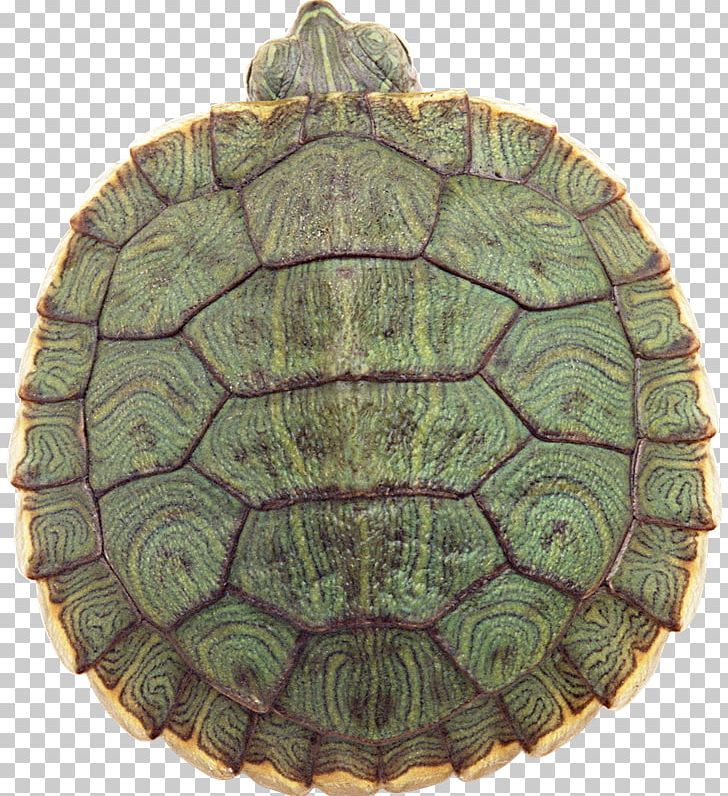 Sea Turtle PNG, Clipart, Box Turtle, Chinese Pond Turtle, Common Snapping Turtle, Download, Emydidae Free PNG Download