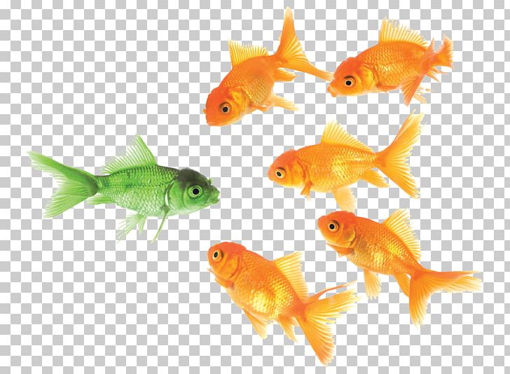 Social Media Company Marketing Business PNG, Clipart, Advertising, Bony Fish, Business, Company, Customer Free PNG Download