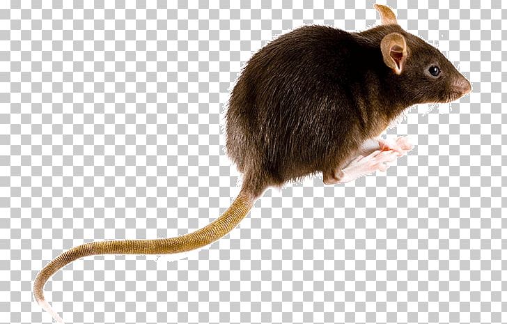 Brown Rat Mouse Rodent Black Rat Muskrat PNG, Clipart, Animals, Between, Black Rat, Brown Rat, Difference Free PNG Download