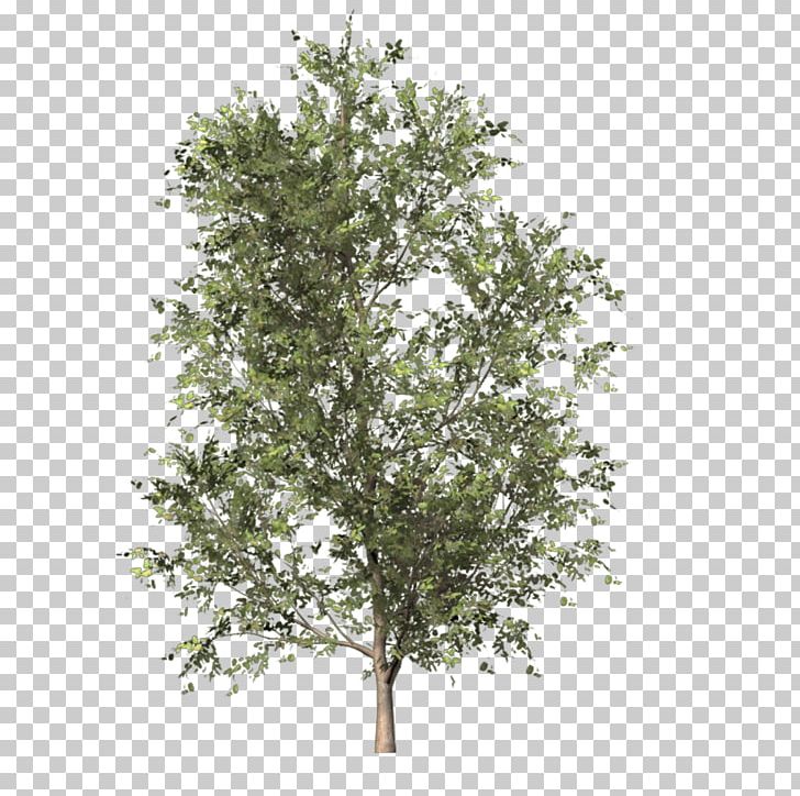 Tree PhotoScape PNG, Clipart, Apricot, Branch, Conifers, Digital Image, Evergreen Free PNG Download