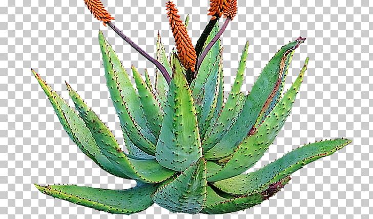 Aloe Vera Succulent Plant Skin Medicine PNG, Clipart, Agave, Agave Azul, Aloe, Aloe Vera, Cactaceae Free PNG Download