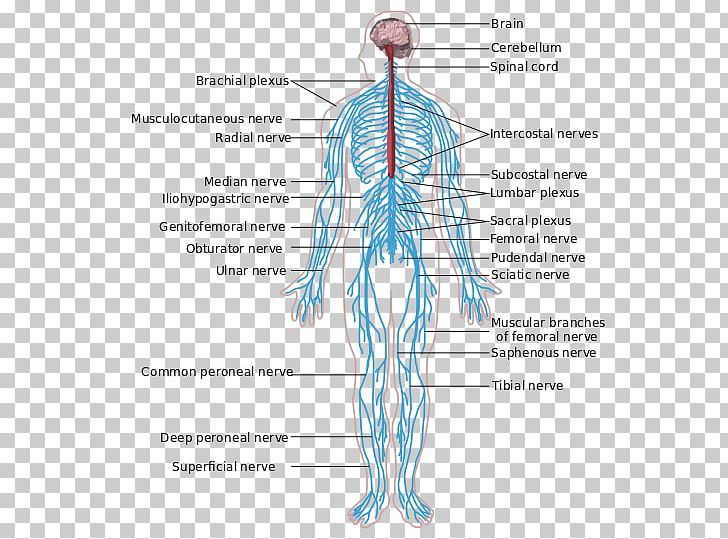 Peripheral Nervous System Central Nervous System Anatomy Human Body PNG, Clipart, Abdomen, Anatomy, Angle, Arm, Central Nervous System Free PNG Download