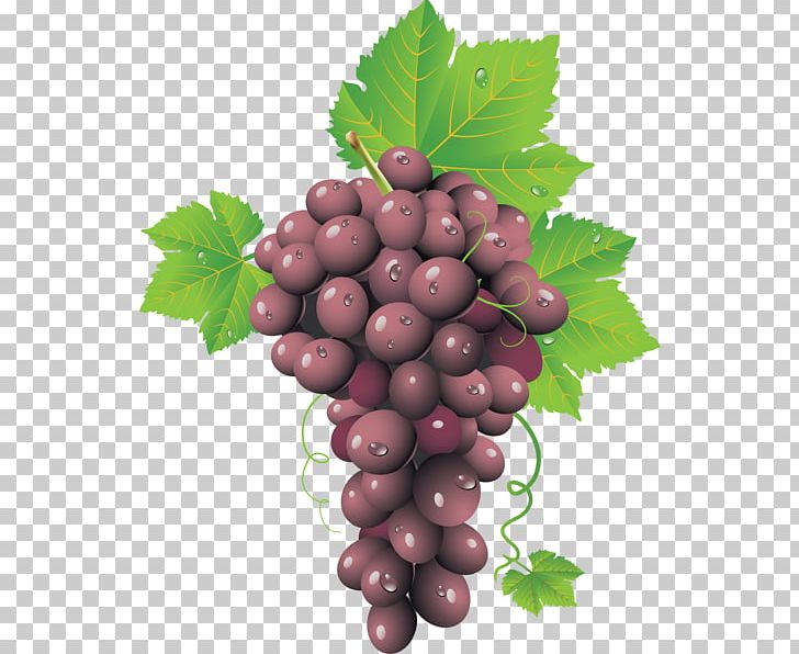 Common Grape Vine Wine PNG, Clipart, Boysenberry, Common Grape Vine, Flowering Plant, Food, Food Drinks Free PNG Download