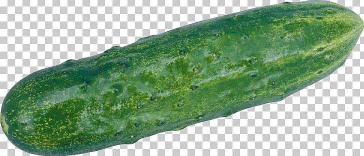 Cucumber PNG, Clipart, Cucumber Free PNG Download