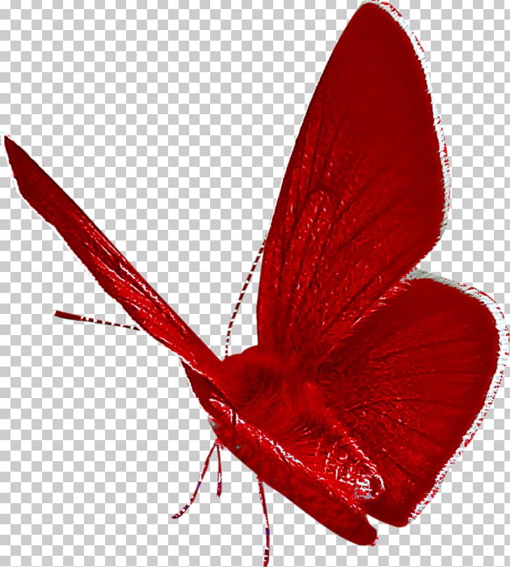 Butterfly Drawing PNG, Clipart, Blog, Butterflies And Moths, Butterfly, Creation, Deco Free PNG Download