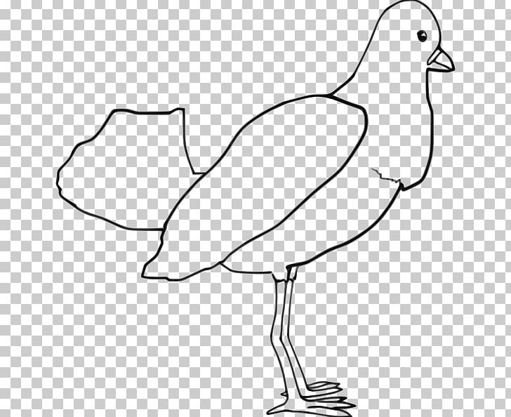 Bird Parrot Coloring Book Drawing PNG, Clipart, Animal, Area, Art, Beak, Bird Free PNG Download