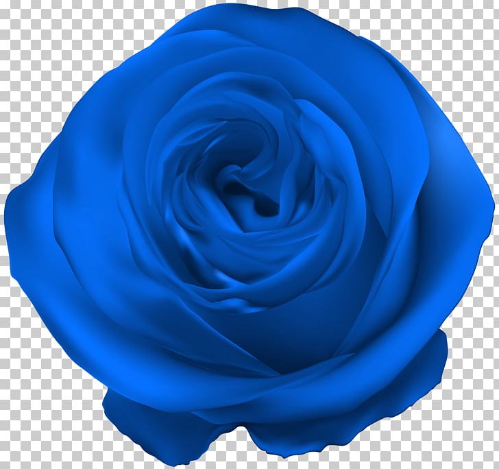 Blue Rose Royal Blue PNG, Clipart, Azure, Blue, Blue Rose, Centifolia Roses, Clipart Free PNG Download