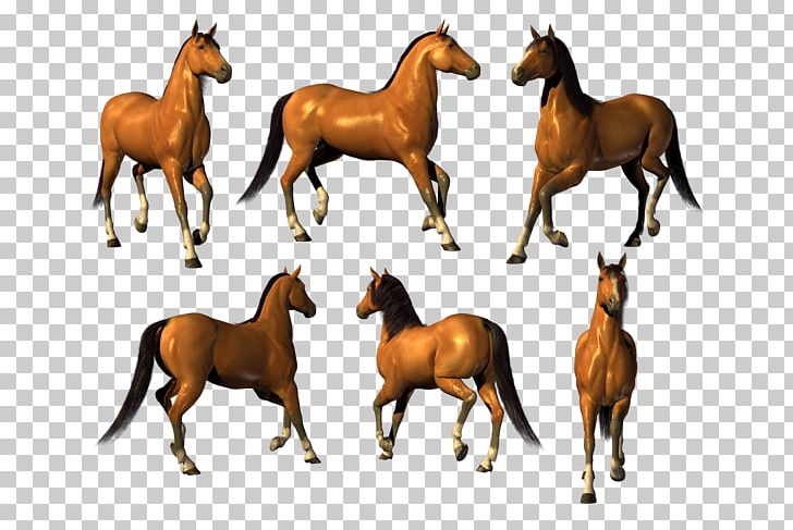 Mustang Foal Akhal-Teke Stallion Mare PNG, Clipart, Akhalteke, Animal Figure, Colt, Equus, Foal Free PNG Download