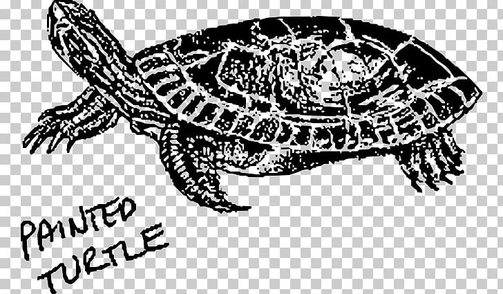 Hawksbill Sea Turtle PNG, Clipart, Animals, Art, Black And White, Caretta, Computer Icons Free PNG Download