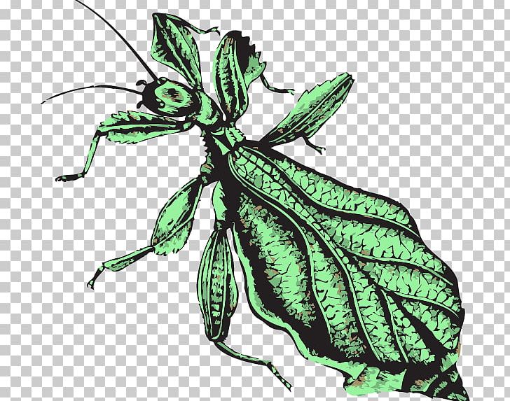 Insect Butterfly Morality Weevil Moral Psychology PNG, Clipart, Animals, Arthropod, Butterflies And Moths, Butterfly, Fly Free PNG Download