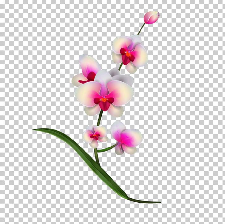 Orchids PNG, Clipart, Animation, Clip Art, Color, Computer Icons, Cut Flowers Free PNG Download