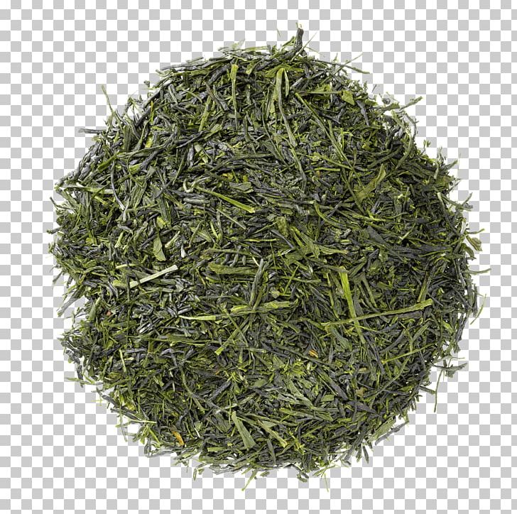Scallion Herb Onion Gyokuro Tea PNG, Clipart, Allium, Assam Tea, Bai Mudan, Bancha, Biluochun Free PNG Download