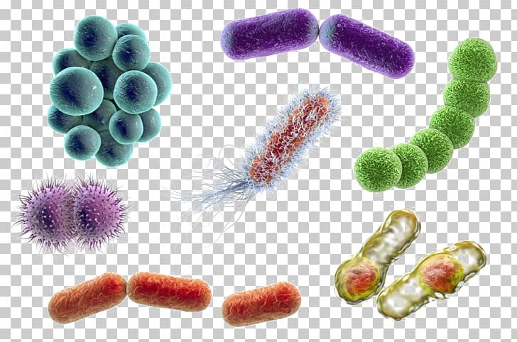 Stock Photography Bacteria Microorganism Coccus E. Coli PNG, Clipart, Bacillus, Bacteria, Clostridium, Coccus, E. Coli Free PNG Download