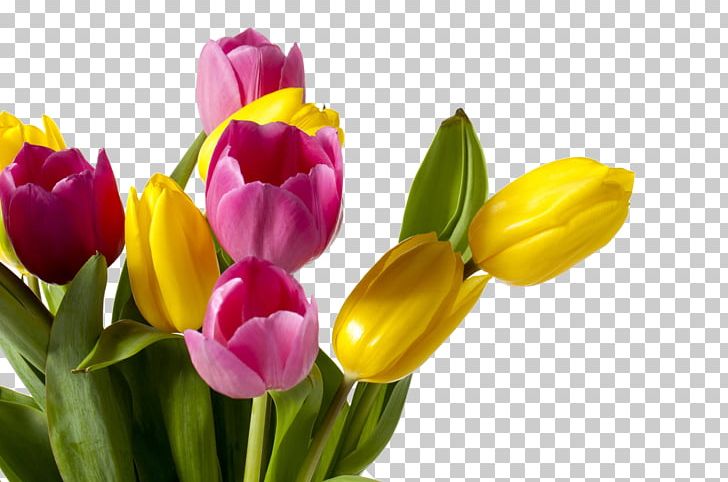 Tulip Flower Color Orange Wedding PNG, Clipart, Blue, Brown Hair, Bud, Color, Colores Free PNG Download