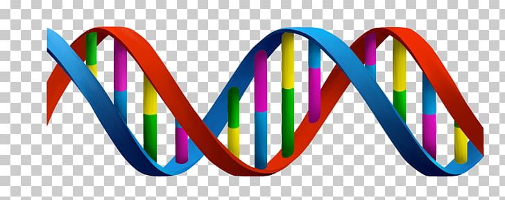 DNA Nucleic Acid Double Helix Cell PNG, Clipart, Adenine, Cell, Cell Biology, Cell Nucleus, Cloning Free PNG Download