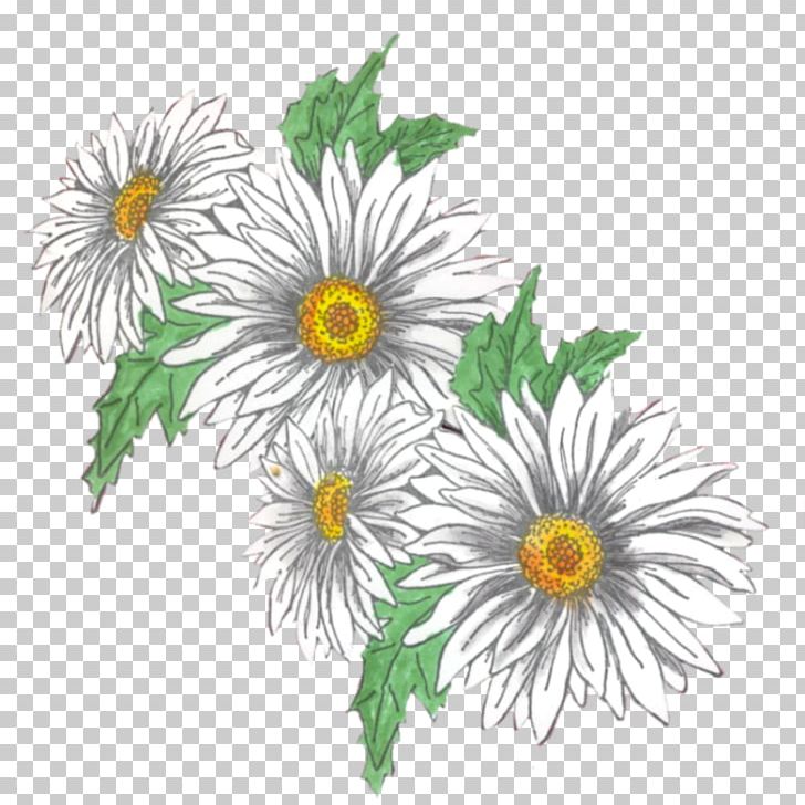 Oxeye Daisy Roman Chamomile Chrysanthemum Floral Design PNG, Clipart, Annual Plant, Aster, Chamaemelum Nobile, Chrysanthemum, Chrysanths Free PNG Download