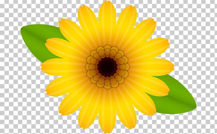 Flower Computer Icons PNG, Clipart, Annual Plant, Chrysanths, Common Daisy, Computer Icons, Daisy Free PNG Download