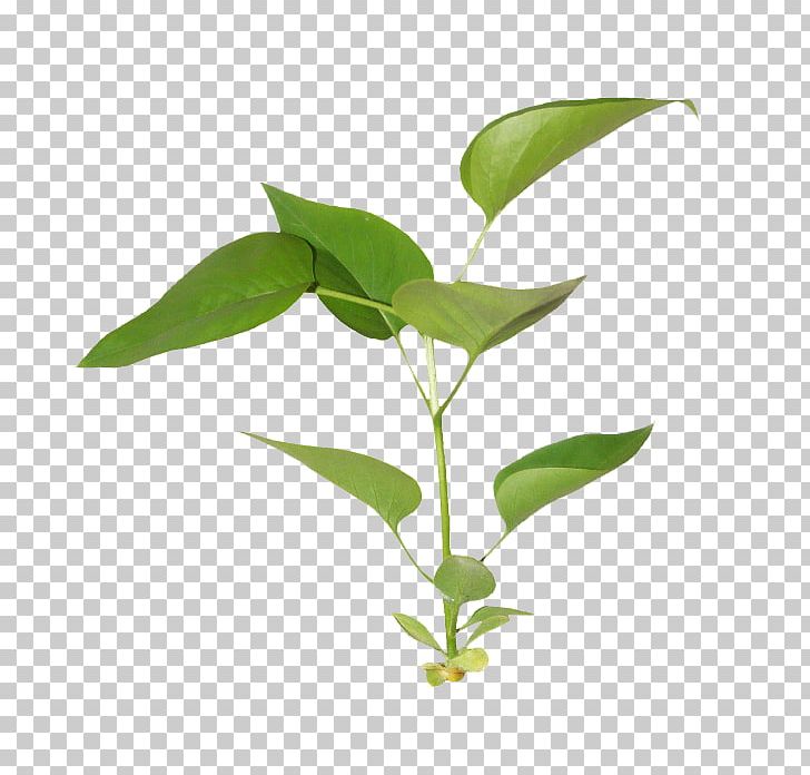 Branch PNG, Clipart, Blog, Branch, Clip Art, Computer Software, Flowers Free PNG Download