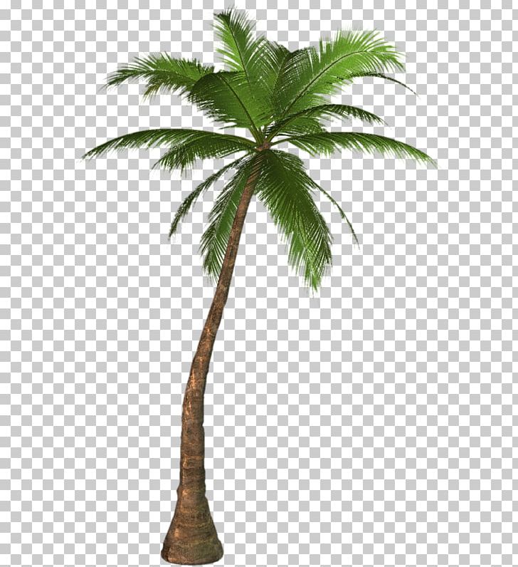 Portable Network Graphics Palm Trees PNG, Clipart, Arecales, Attalea Speciosa, Borassus Flabellifer, Coconut, Computer Icons Free PNG Download