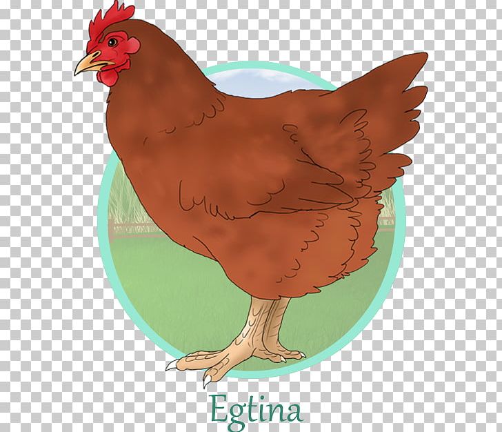 Rooster Fauna Illustration Chicken As Food PNG, Clipart, Beak, Bird, Chicken, Chicken As Food, Fauna Free PNG Download