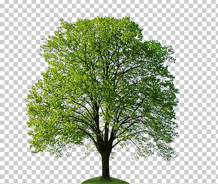 Tree Stock Photography Oak Bonsai PNG, Clipart, Arbor Day Foundation, Arborist, Bonsai, Branch, Christmas Tree Free PNG Download